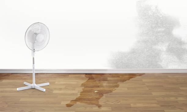 Best Water damage restoration near me  in Steger, IL
